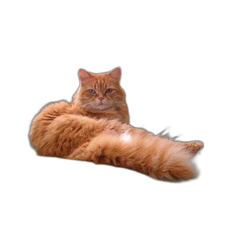 animal, creature, staff, furniture transparent PNG cut-out