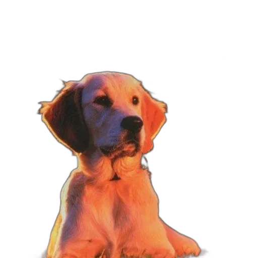 staff, animal, creature, face transparent PNG cut-out