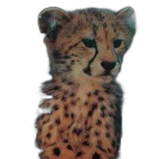 animal, creature, jewelry, staff transparent PNG cut-out