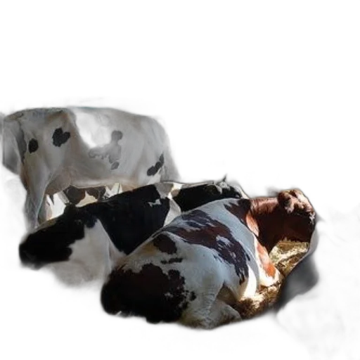 animal, food, jewelry, creature transparent PNG cut-out