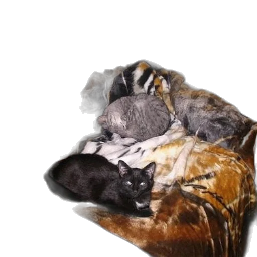 animal, mask, jacket, hat transparent PNG cut-out