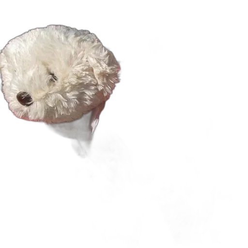 hair, creature, animal, face transparent PNG cut-out