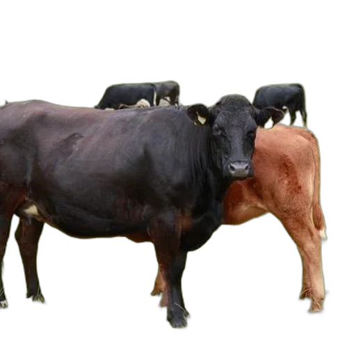 animal, food, jewelry, creature transparent PNG cut-out