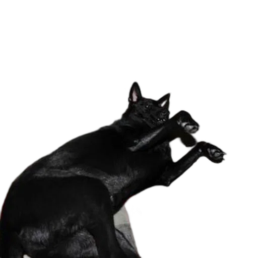 animal, staff, creature, weapon transparent PNG cut-out