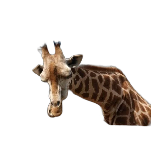 animal, creature, hat, staff transparent PNG cut-out