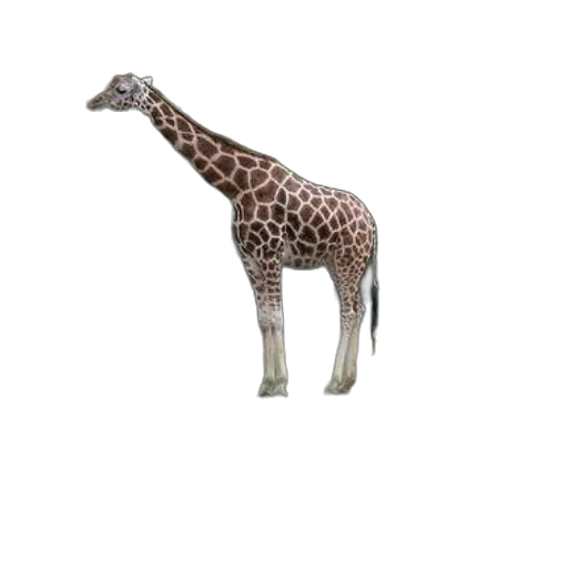 animal, creature, staff, jewelry transparent PNG cut-out