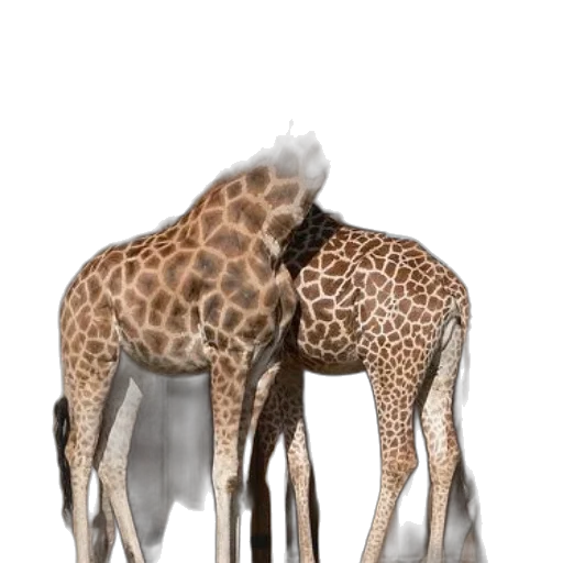 animal, creature, 3d render, photorealistic transparent PNG cut-out