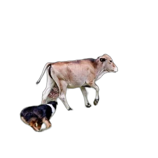 animal, creature, jewelry, food transparent PNG cut-out