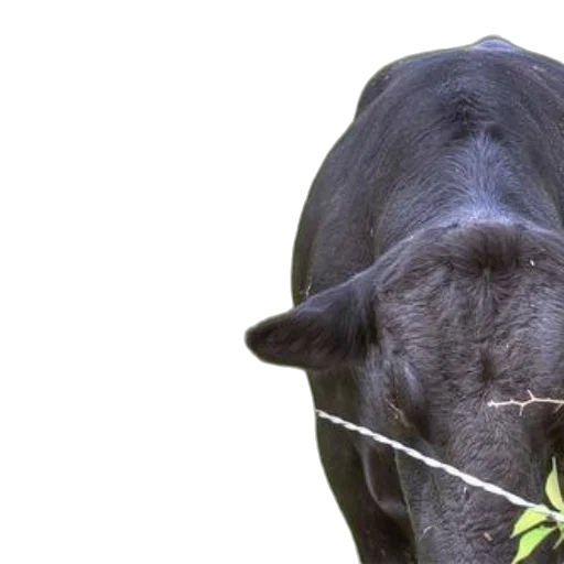 animal, two, cows, one transparent PNG cut-out