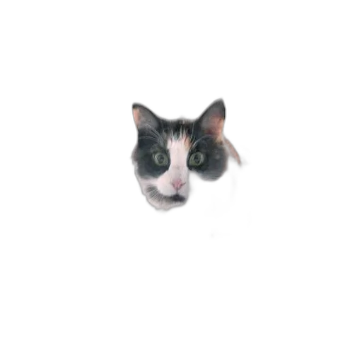 animal, face, creature, staff transparent PNG cut-out