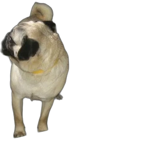 animal, creature, staff, face transparent PNG cut-out
