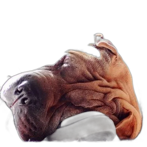face, animal, jewelry, creature transparent PNG cut-out