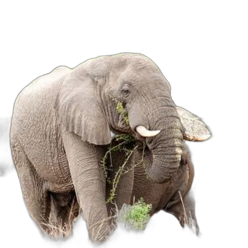 animal, creature, staff, photorealistic transparent PNG cut-out