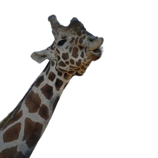 animal, staff, face, creature transparent PNG cut-out
