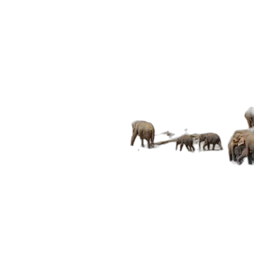 animal, creature, furniture, weapon transparent PNG cut-out
