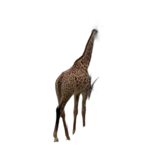 animal, creature, staff, hat transparent PNG cut-out