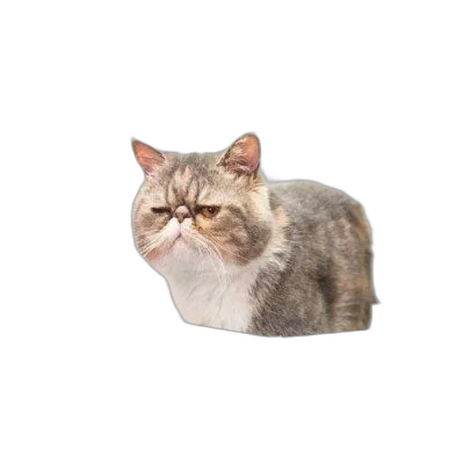 animal, creature, face, hat transparent PNG cut-out