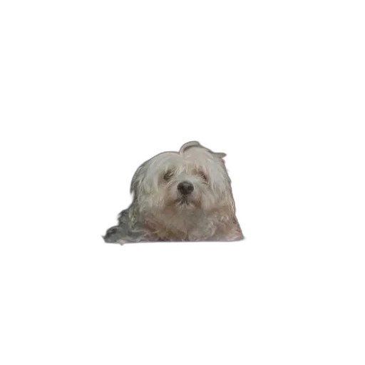 animal, creature, face, hair transparent PNG cut-out