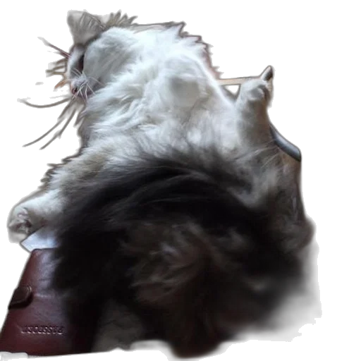 hair, creature, animal, face transparent PNG cut-out