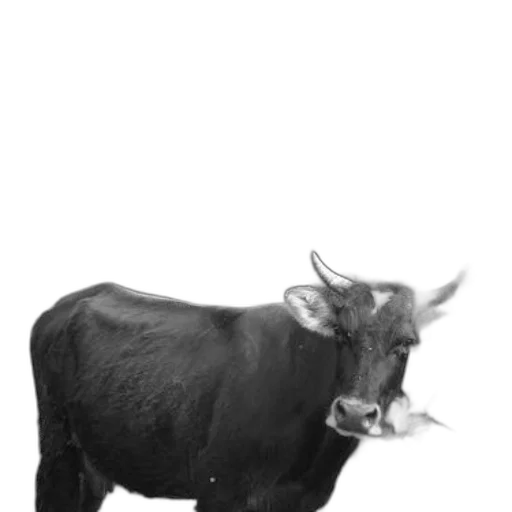 animal, creature, staff, food transparent PNG cut-out