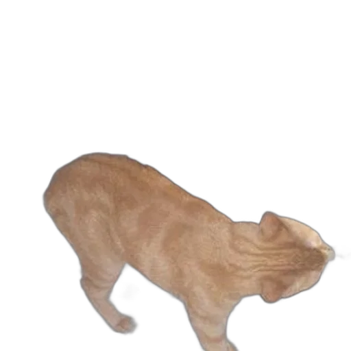 animal, creature, staff, hat transparent PNG cut-out