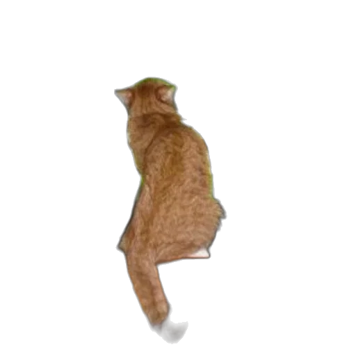 animal, staff, creature, shoes transparent PNG cut-out