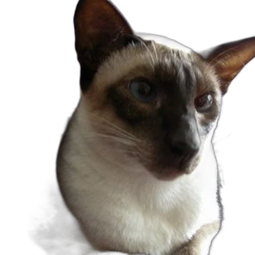 animal, staff, creature, face transparent PNG cut-out