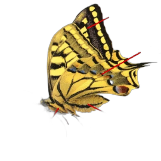 animal, creature, dragon, crown transparent PNG cut-out