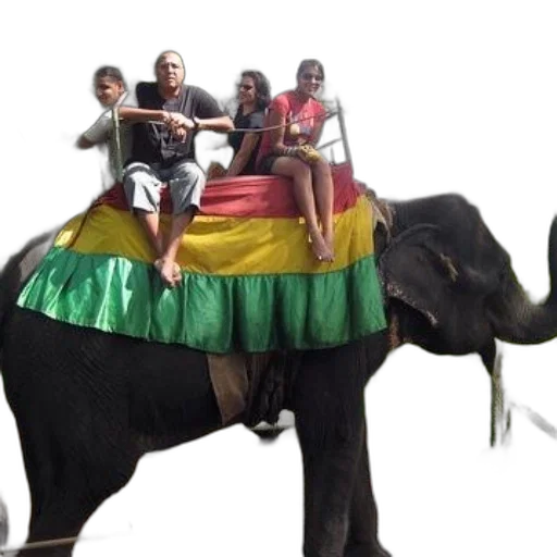 animal, group, people, ride transparent PNG cut-out