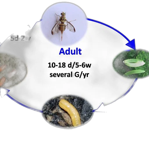 3d render, diagram, illustrating, life transparent PNG cut-out