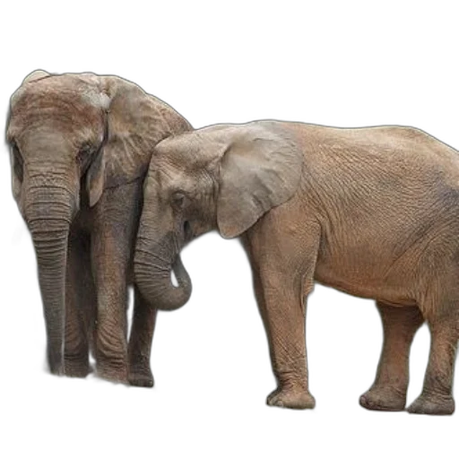 animal, photorealistic, 3d render, concept art transparent PNG cut-out