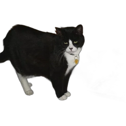 staff, animal, creature, photorealistic transparent PNG cut-out