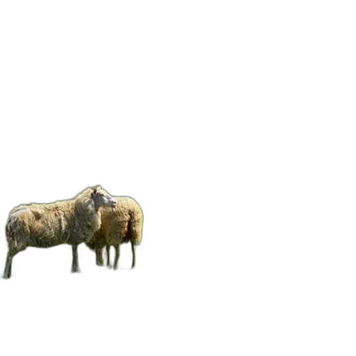 animal, furniture, creature, car transparent PNG cut-out