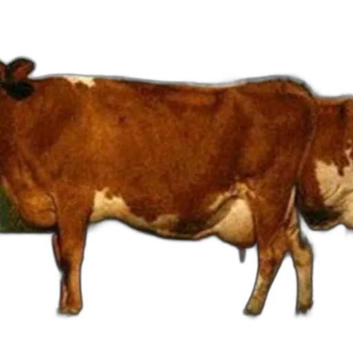 animal, jewelry, food, staff transparent PNG cut-out