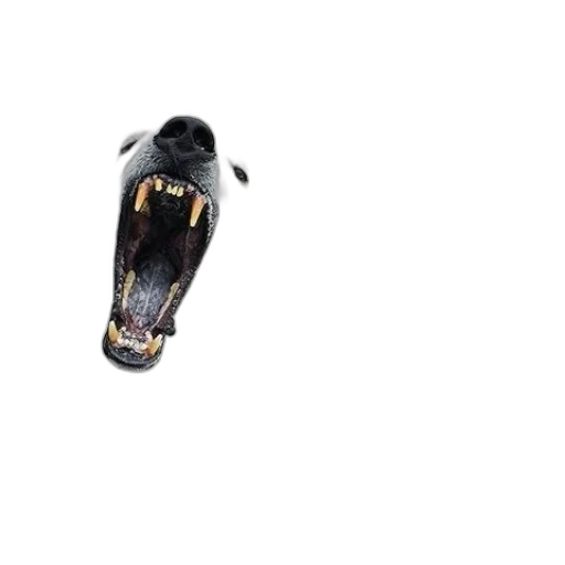 animal, creature, mask, face transparent PNG cut-out
