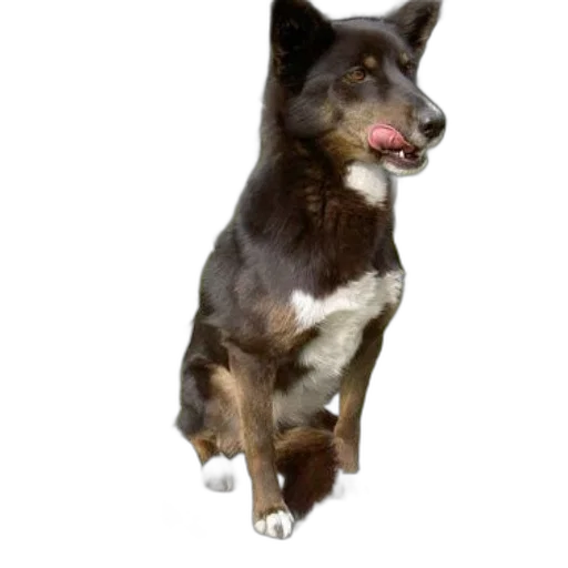 animal, staff, creature, photorealistic transparent PNG cut-out