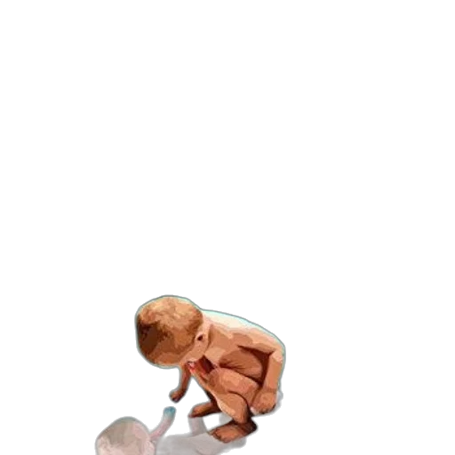 creature, animal, shoes, food transparent PNG cut-out