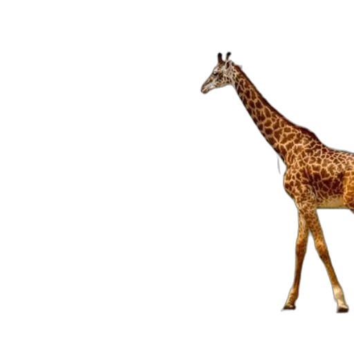 animal, creature, weapon, staff transparent PNG cut-out