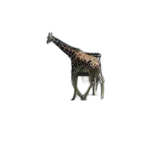 animal, creature, staff, furniture transparent PNG cut-out