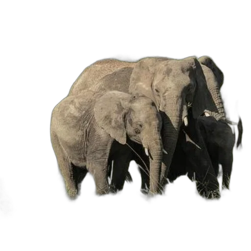 animal, 3d render, concept art, photorealistic transparent PNG cut-out