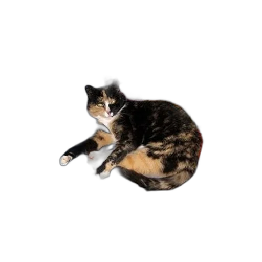 animal, creature, staff, furniture transparent PNG cut-out