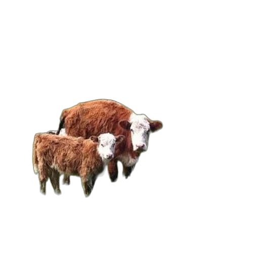 animal, creature, furniture, hair transparent PNG cut-out