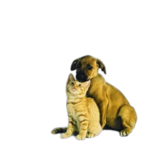 animal, staff, creature, food transparent PNG cut-out