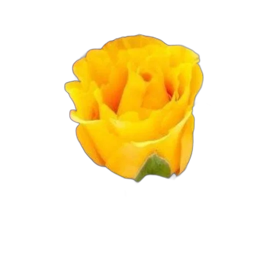 flower, crown, hat, food transparent PNG cut-out