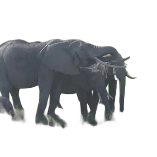 animal, creature, dragon, weapon transparent PNG cut-out