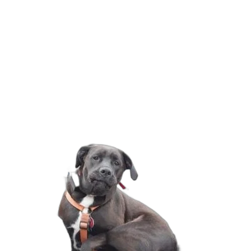 staff, animal, creature, weapon transparent PNG cut-out