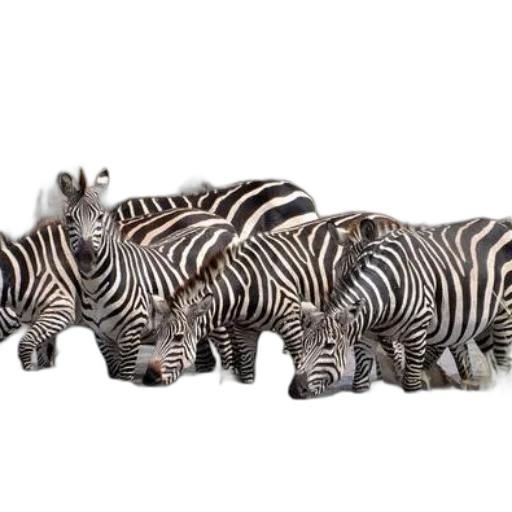 animal, jewelry, 3d render, group transparent PNG cut-out