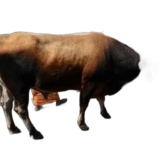 animal, food, creature, weapon transparent PNG cut-out