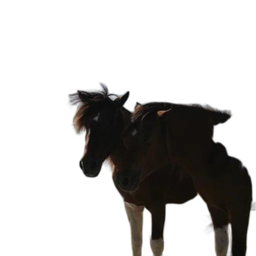 animal, creature, hat, staff transparent PNG cut-out