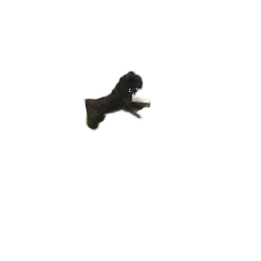 animal, creature, shoes, staff transparent PNG cut-out
